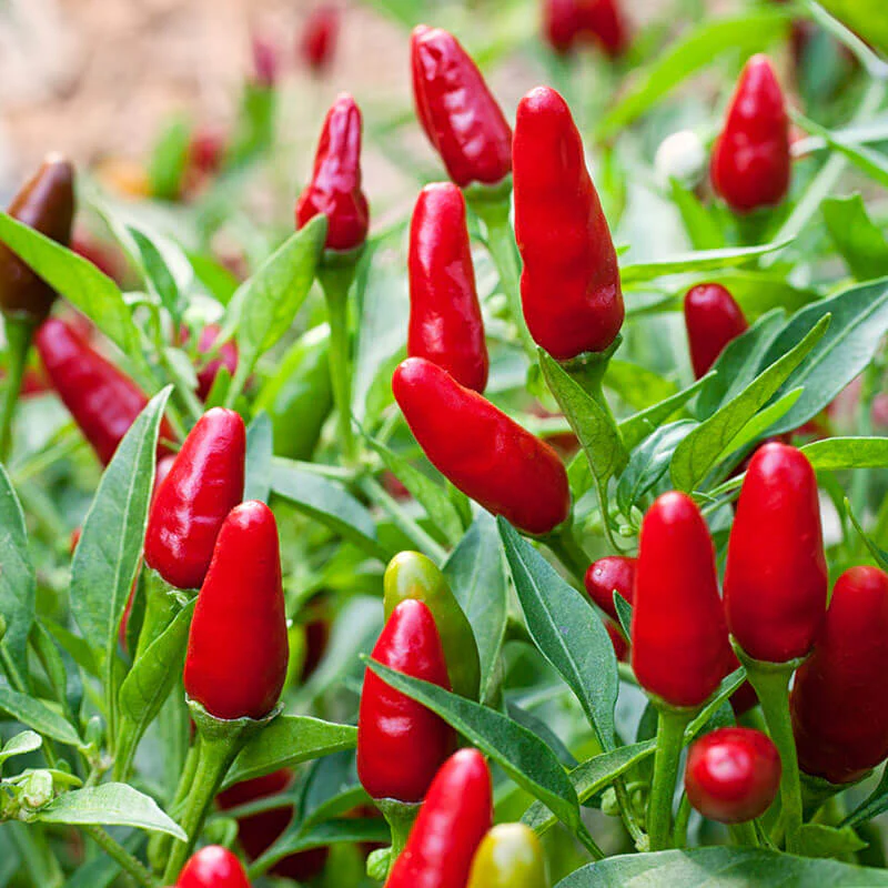 Super Hot Peppers